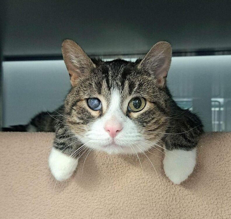 Pet of the Week: Virgil
